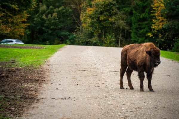 México logra revivir bisontes, pero enfrenta el dilema genético de la conservación
