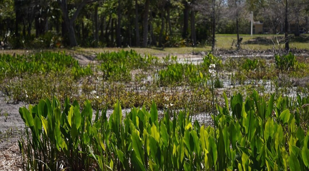 De monocultivo a santuario: cómo el agua regenera ecosistemas completos