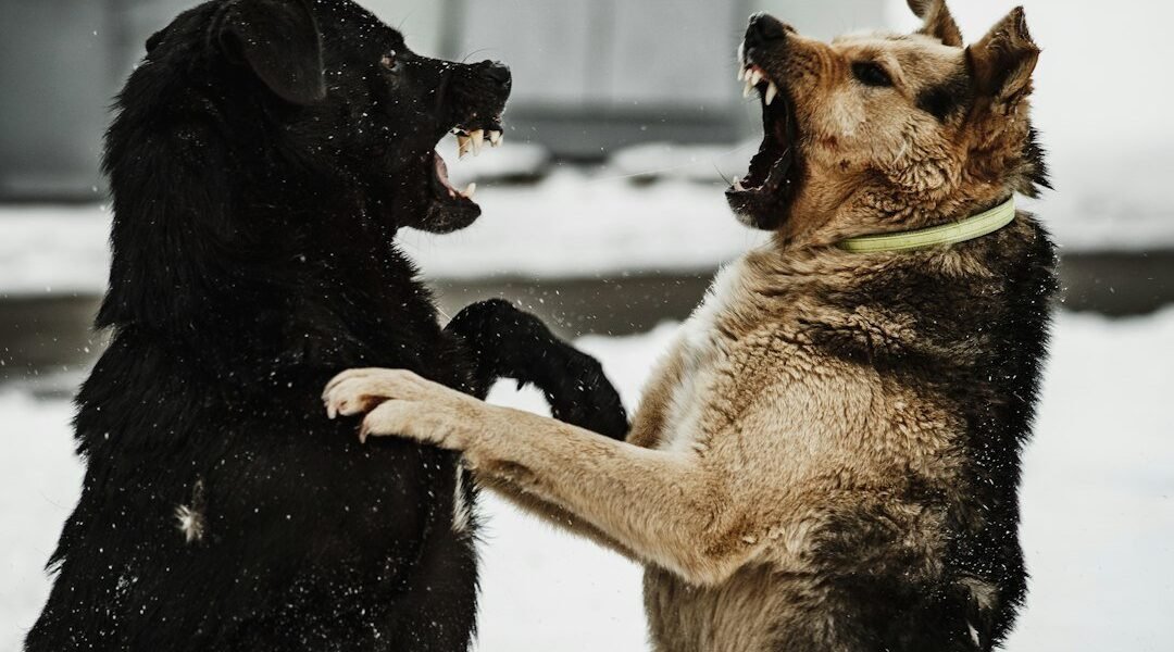 Cuando la lucha libre se encuentra con la ternura: la historia del perro que conquistó el ring