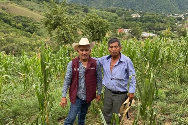 Sequía en el sur mexiquense: evalúan 700 hectáreas de cultivos dañados