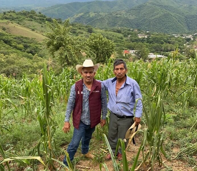 Sequía en el sur mexiquense: evalúan 700 hectáreas de cultivos dañados