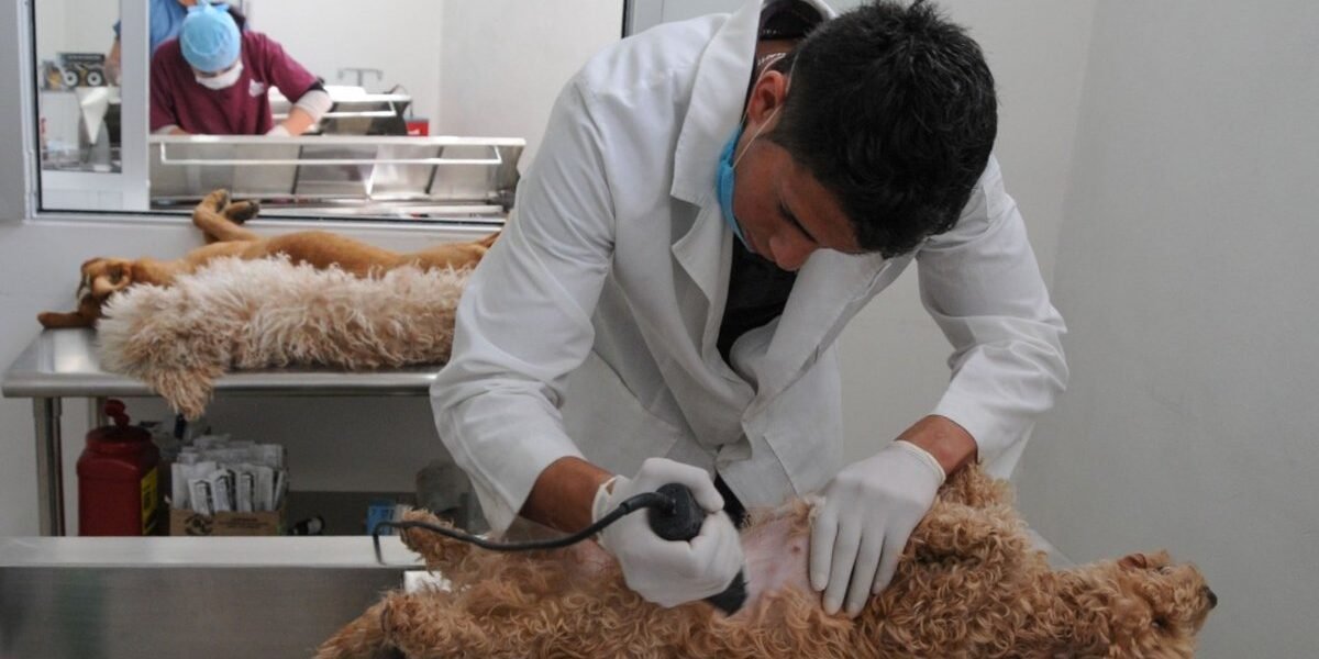 Mil esterilizaciones gratuitas llegan a Nezahualcóyotl en septiembre