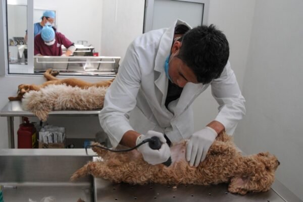 Mil esterilizaciones gratuitas llegan a Nezahualcóyotl en septiembre