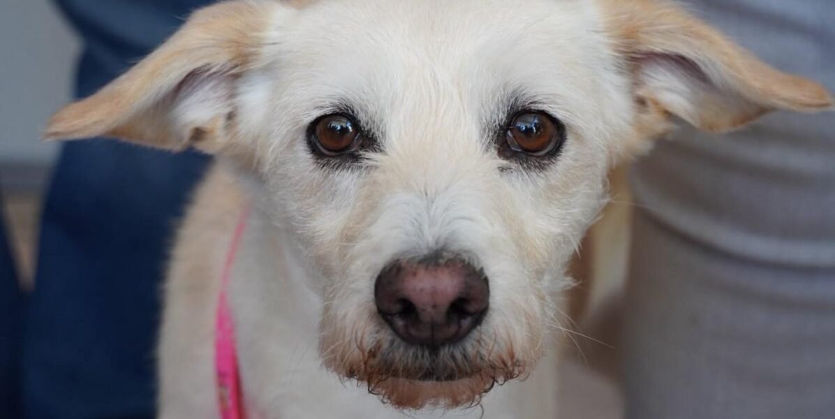 Estado de México vacuna a mascotas contra la rabia con más de un millón de dosis