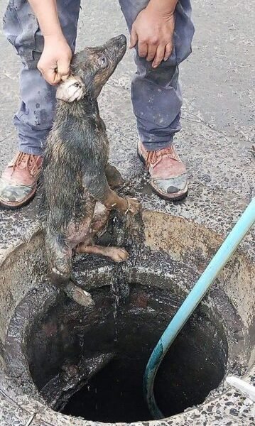 Amecameca atiende emergencia de drenaje causada por obstrucción animal