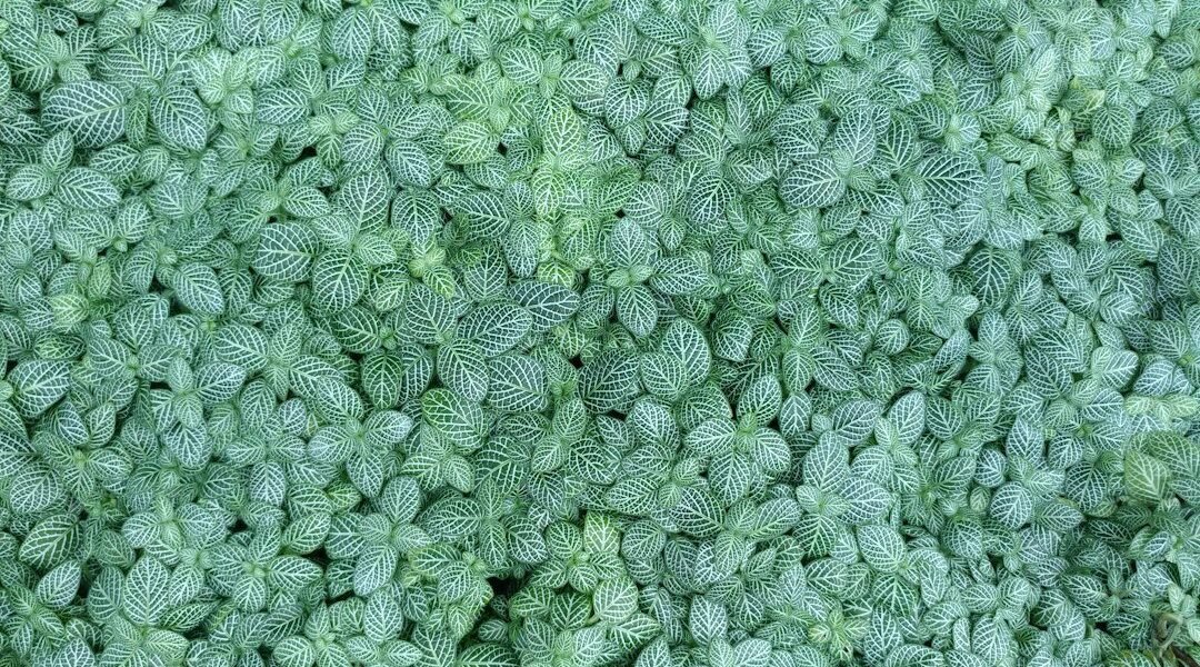 Bacterias aliadas: cómo Rhizobium revoluciona la agricultura sin químicos