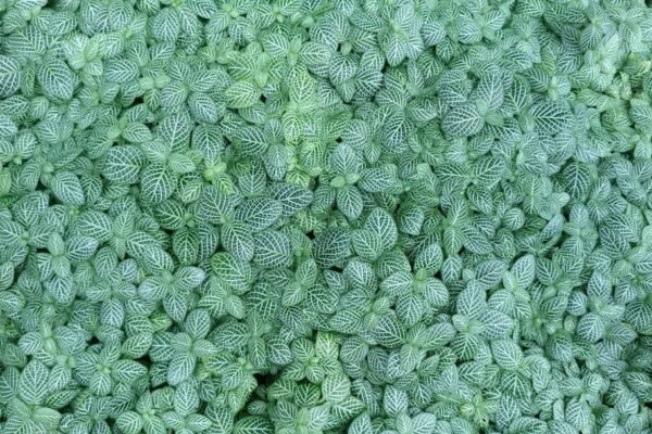 Bacterias aliadas: cómo Rhizobium revoluciona la agricultura sin químicos