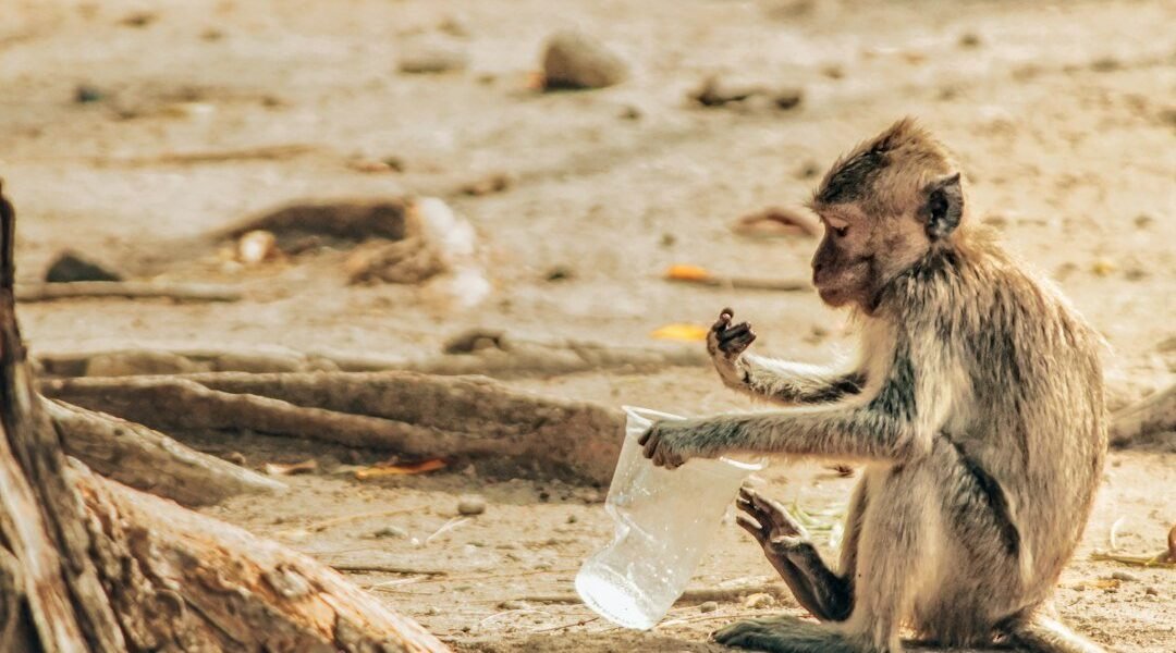 Primates mexicanos: vigilancia sanitaria en tiempos de amenazas epidemiológicas