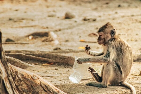 Primates mexicanos: vigilancia sanitaria en tiempos de amenazas epidemiológicas