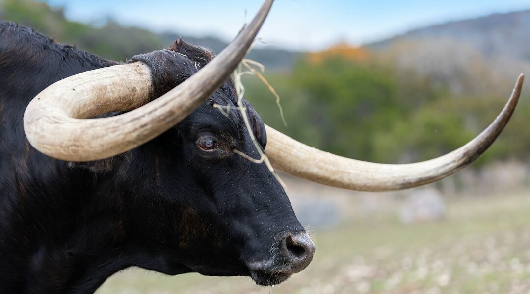 México enfrenta encrucijada: tradición taurina versus protección animal