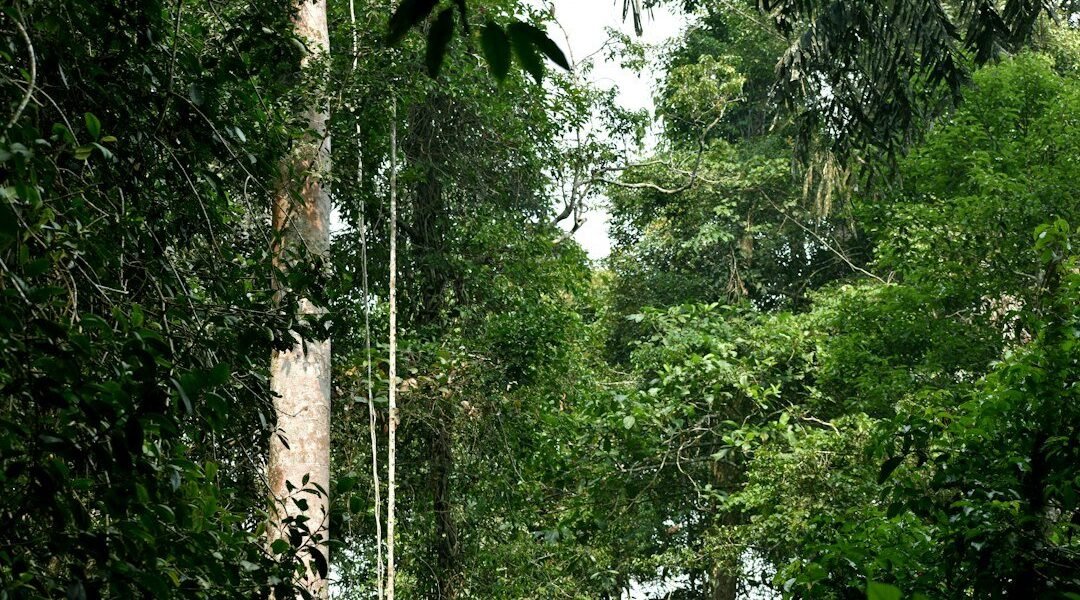 Latinoamérica frente al ecocidio: la batalla por convertir la destrucción ambiental en crimen