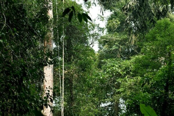 Latinoamérica frente al ecocidio: la batalla por convertir la destrucción ambiental en crimen