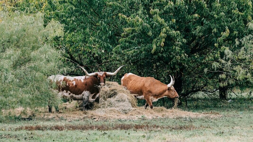 México debate el futuro de la tauromaquia mientras crece la presión por proteger animales