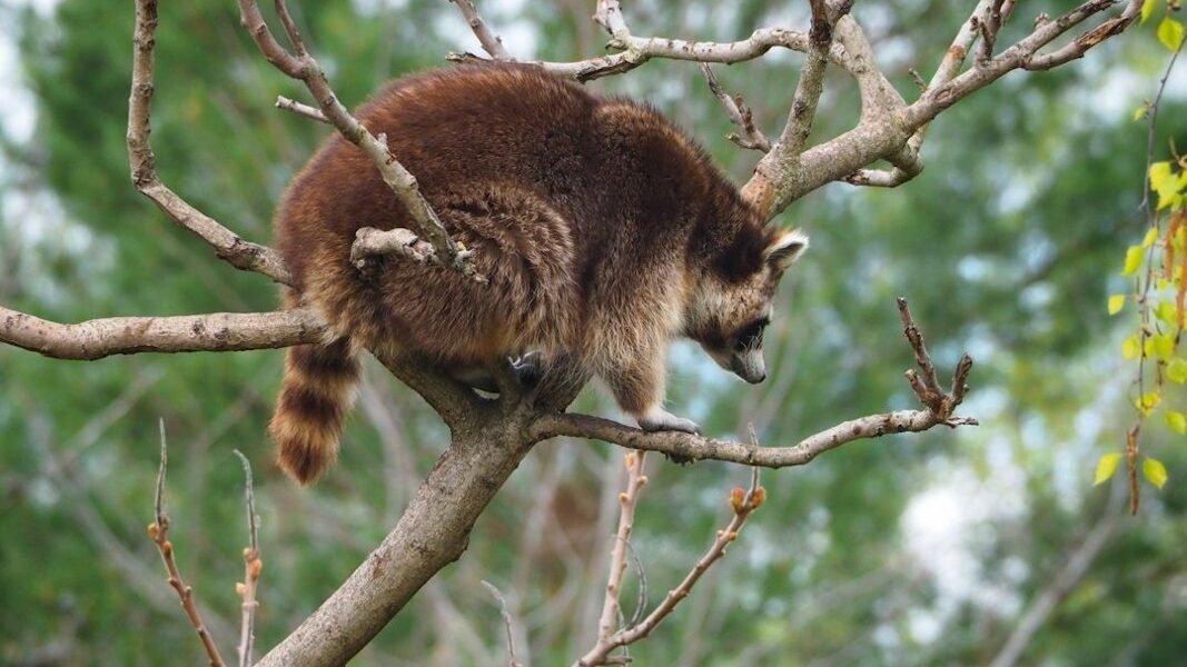 Extinción acelerada en América Latina: ¿hacia dónde va la biodiversidad?
