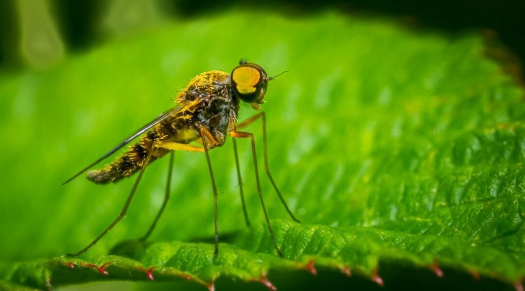Primer fallecimiento por shamonda en Francia reaviva alertas sobre virus zoonóticos