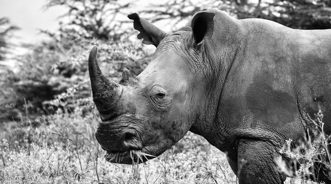 Naturaleza en crisis: Latinoamérica pierde el 95% de su fauna en 50 años