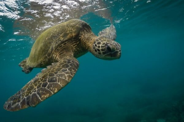 Imagen ilustrativa: tortuga marina rescate gales