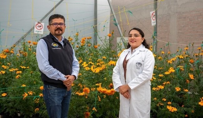 UACh descubre que el cempasúchil limpia suelos contaminados
